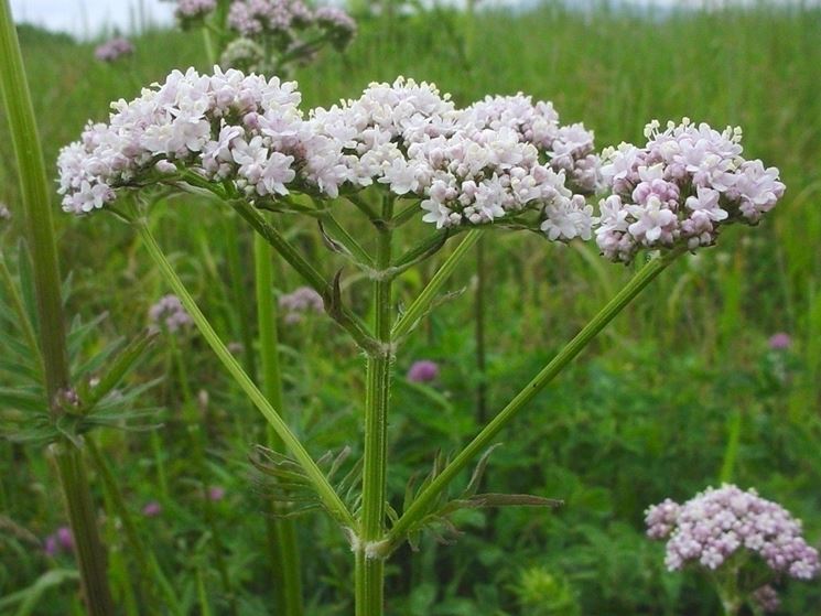 valeriana