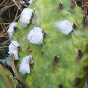 cocciniglia cotonosa