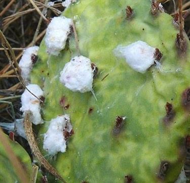 cocciniglia cotonosa