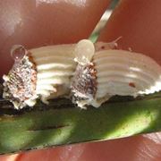 cocciniglia cotonosa