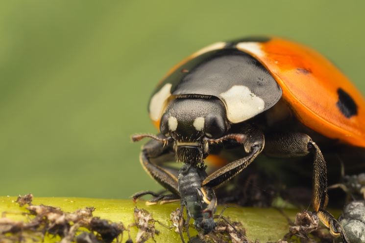 afidi e coccinella