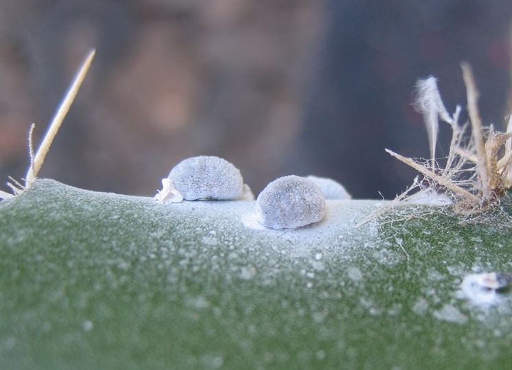 Caratteristiche cocciniglia