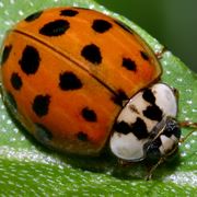 insetti che mangiano le foglie