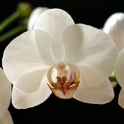 fiore orchidea