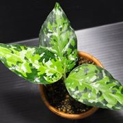 Aglaonema pictum