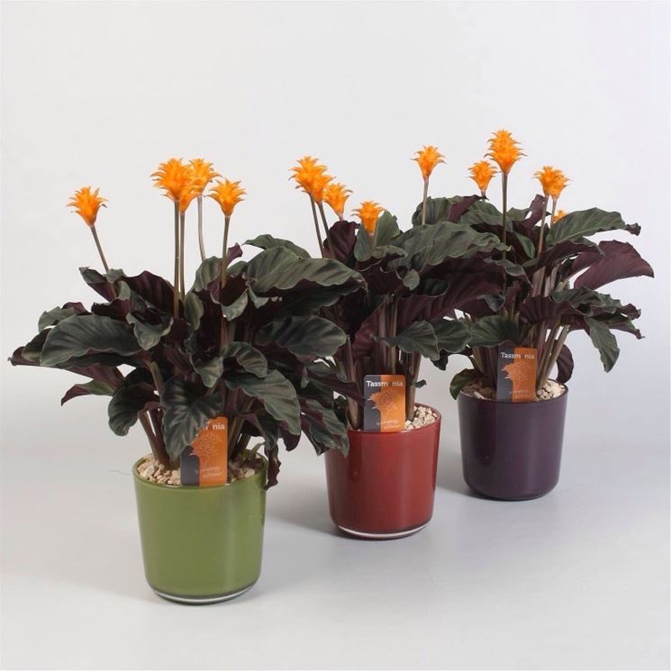 Calathea crocata