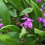 Bletilla in giardino