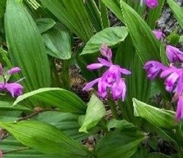 Bletilla in giardino