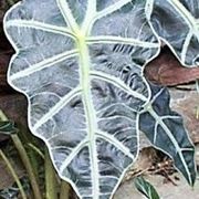 Alocasia