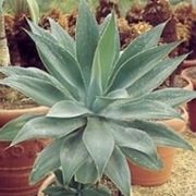 aloe 