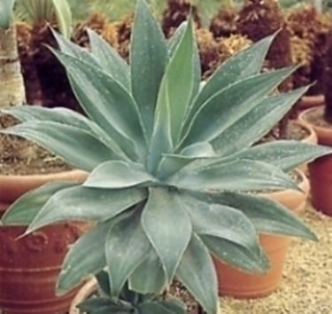 aloe 