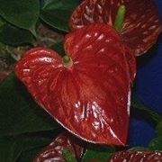 Anthurium