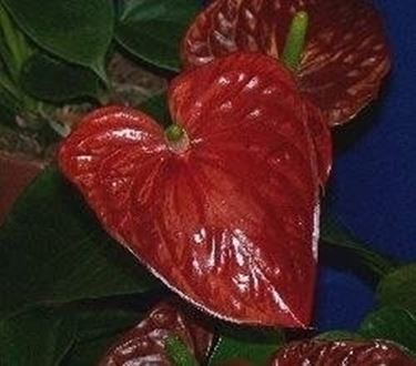 Anthurium