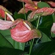 Anthurium fiori