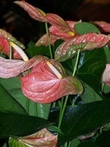 Anthurium fiori