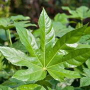 foglie di aralia