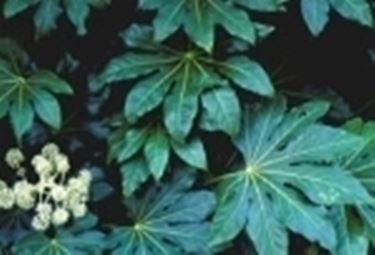 foglie di aralia