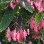 Begonia corallina