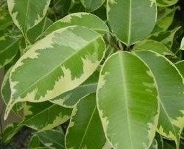 Ficus a foglie variegate