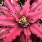 Bromeliacea