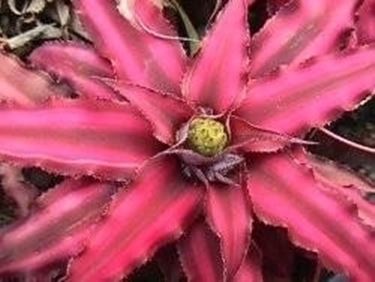 Bromeliacea