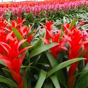 bromelia pianta