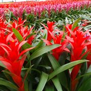 bromelia pianta