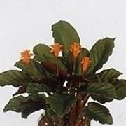 calathea crocata