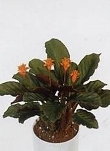 Calathea crocata secca domande e risposte piante appartamento Calathea foglie secche