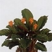 calathea crocata