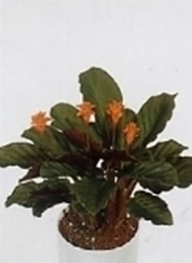 calathea crocata