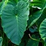 Colocasia foglie