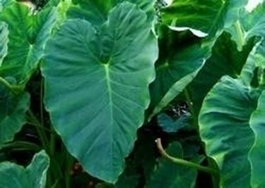 Colocasia foglie