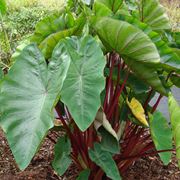 colocasia