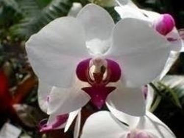 fiori di orchidea