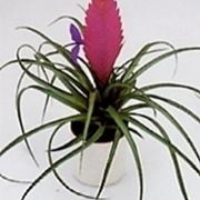 tillandsia