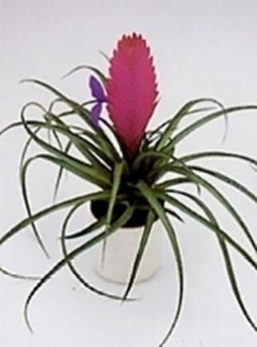 tillandsia