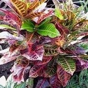 Croton