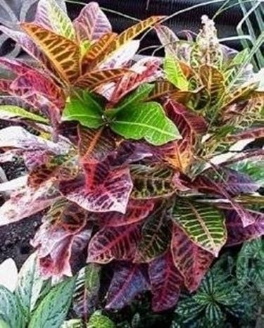 Croton