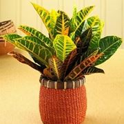 croton pianta