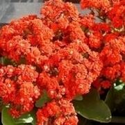 Kalanchoe in fiore