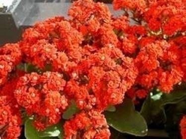 Kalanchoe in fiore