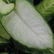 Dieffenbachia