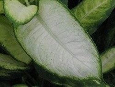 Dieffenbachia