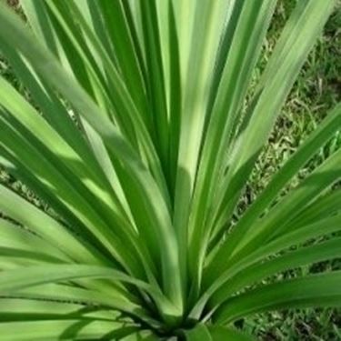 dracena indivisa