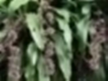 dracena