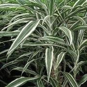 Dracena