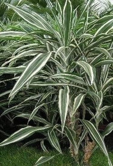 Dracena