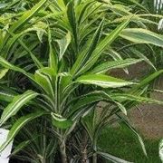 Dracena