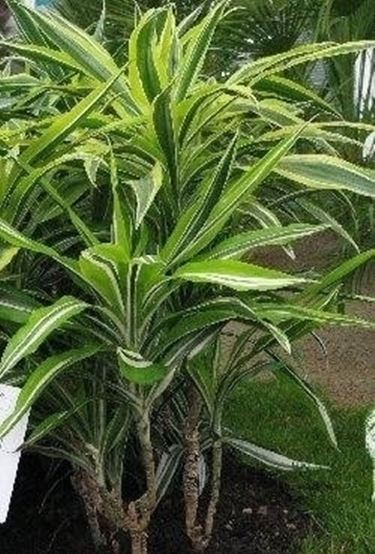 Dracena